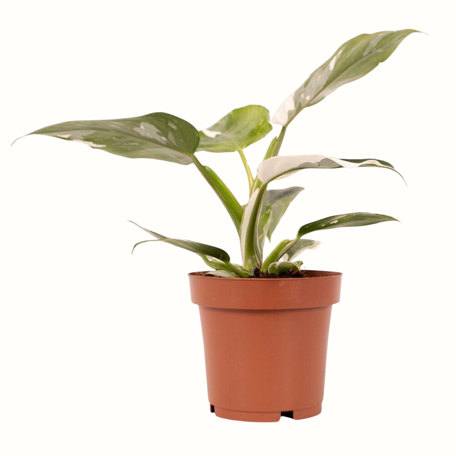 Philodendron white princess