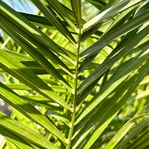 Dattier des canaries - Phoenix Canariensis