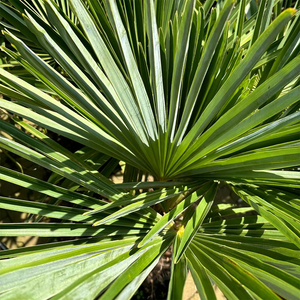 Palmier de Chine - Trachycarpus fortunei