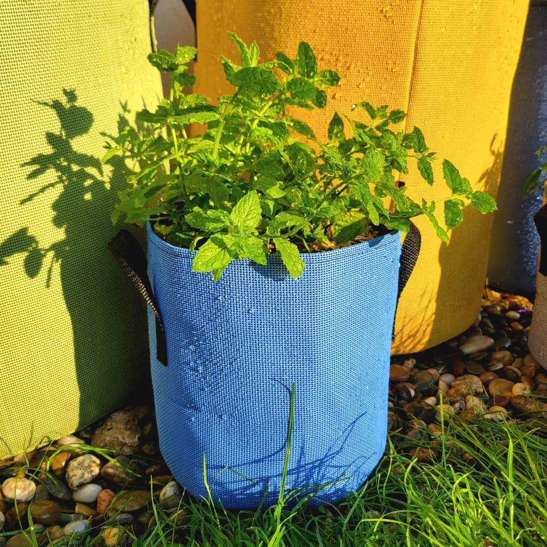 pot de jardinage bleu bourgeon menthe