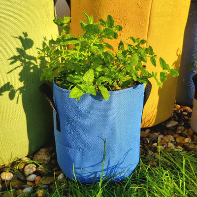 pot de jardinage bleu bourgeon menthe